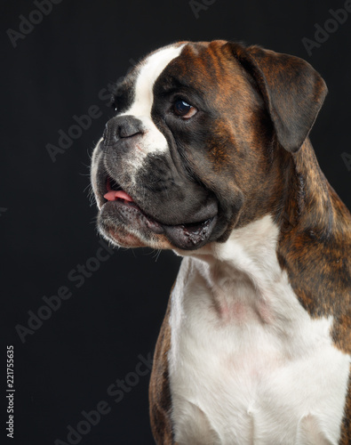 German boxer Dog Isolated on Black Background in studio