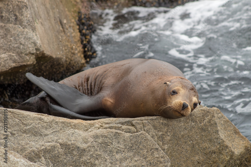 Fototapeta premium California Nature Animals