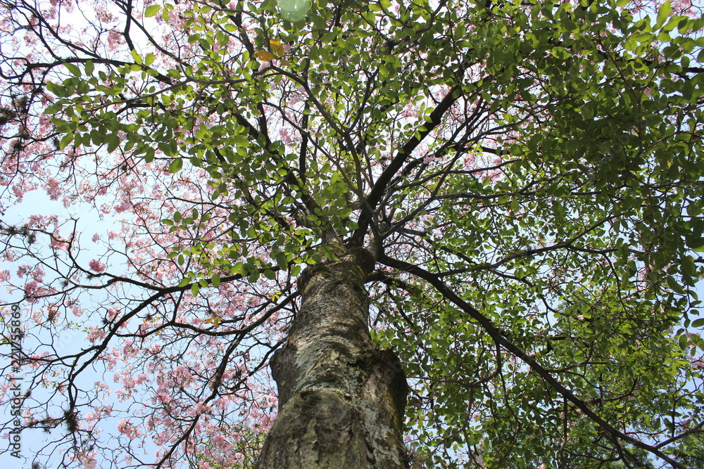 Fototapeta premium Pink tree (Handroanthus) 4