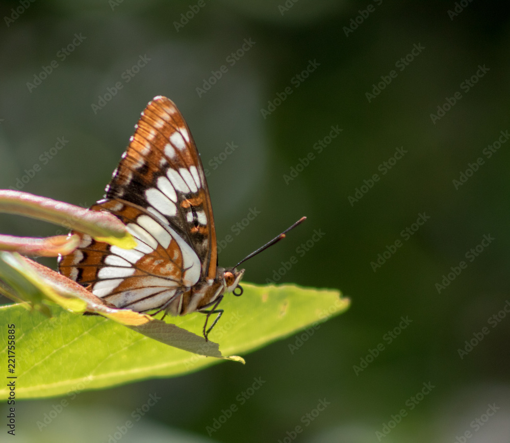 Fototapeta premium California Nature Animals