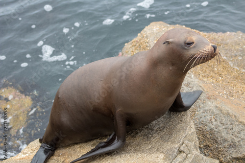 California Nature Animals