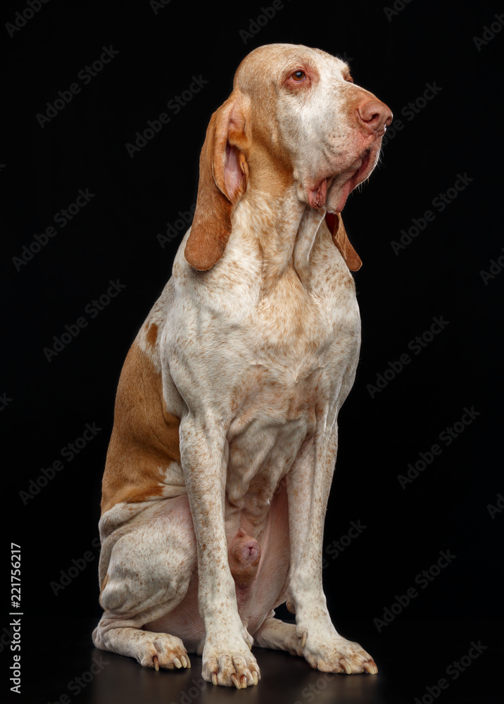 Bracco italiano Dog Isolated on Black Background in studio Bracco italiano Dog Isolated on Black Background in studio
