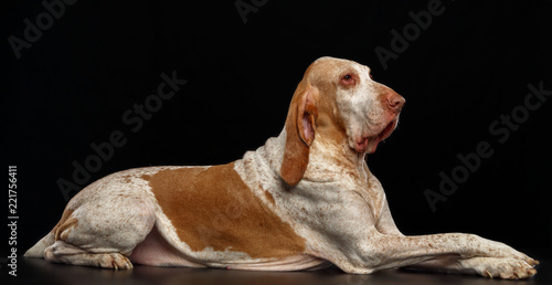 Bracco italiano Dog  Isolated  on Black Background in studio