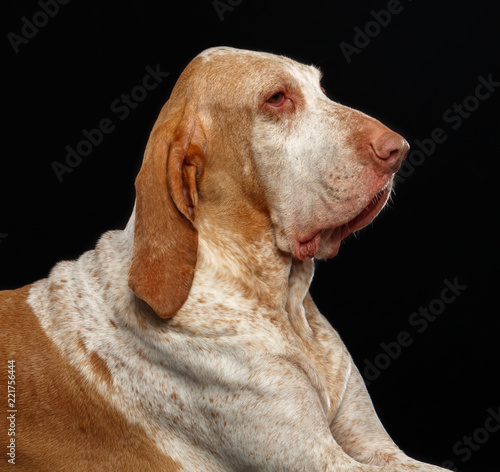 Bracco italiano Dog Isolated on Black Background in studio