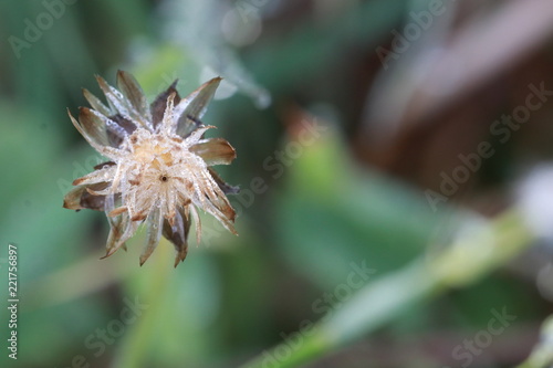 Top view of dried grass flower on green background photo