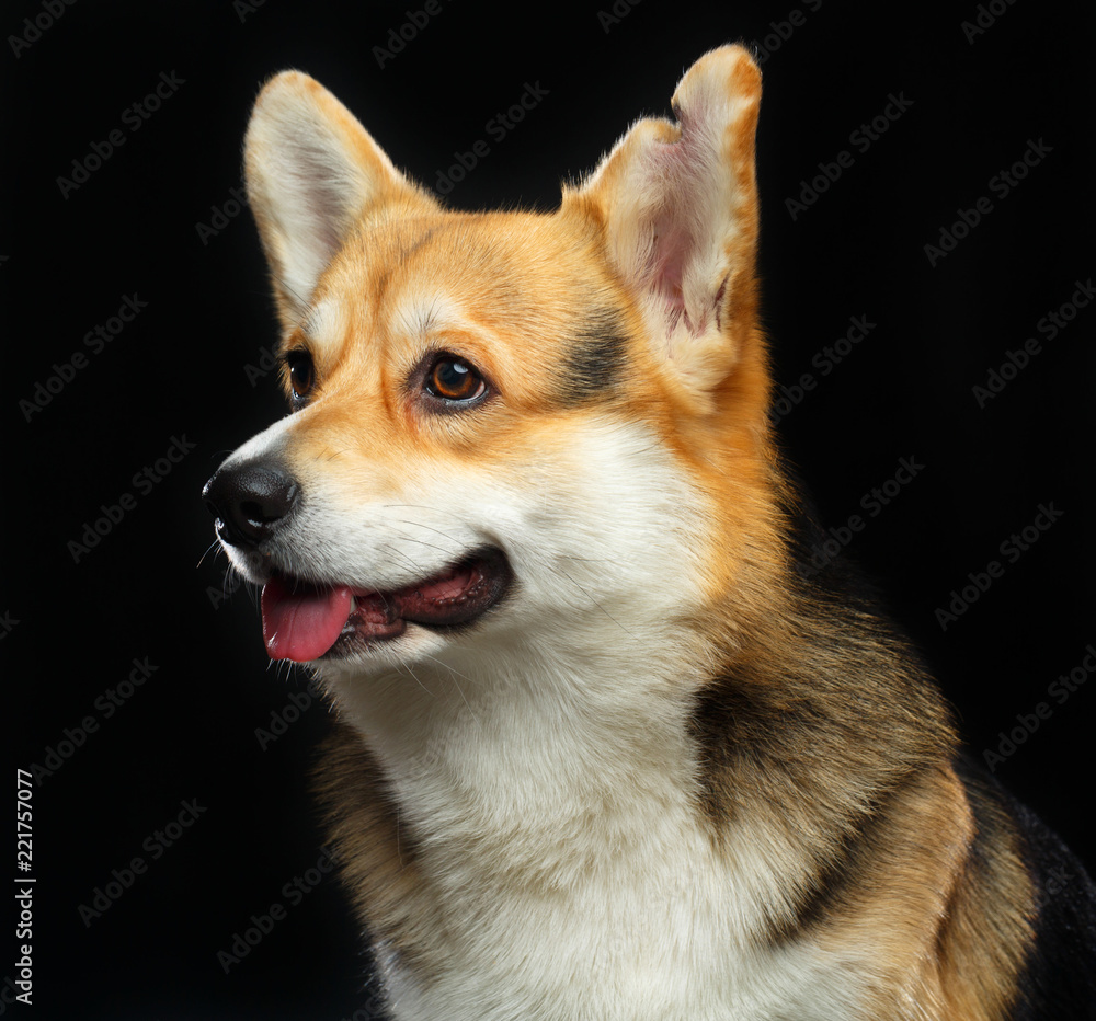 Welsh Corgi Cardigan Dog  Isolated  on Black Background in studio