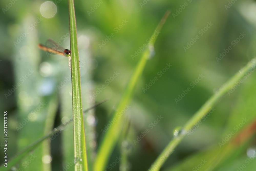 Close up tiny orange dragonfly on grass leaf Close up tiny orange dragonfly on grass leaf