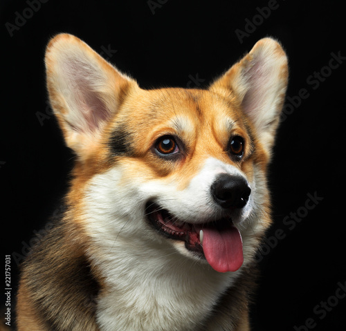 Welsh Corgi Cardigan Dog Isolated on Black Background in studio