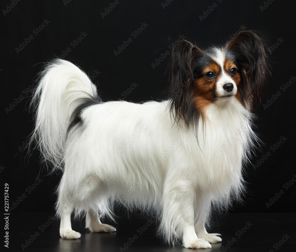Continental toy spaniel, papillon Dog Isolated on Black Background in studio Continental toy spaniel, papillon Dog Isolated on Black Background in studio