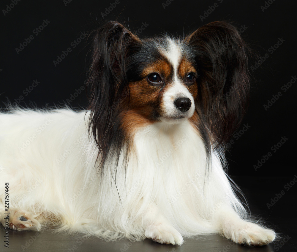 Continental toy spaniel, papillon Dog Isolated on Black Background in studio Continental toy spaniel, papillon Dog Isolated on Black Background in studio