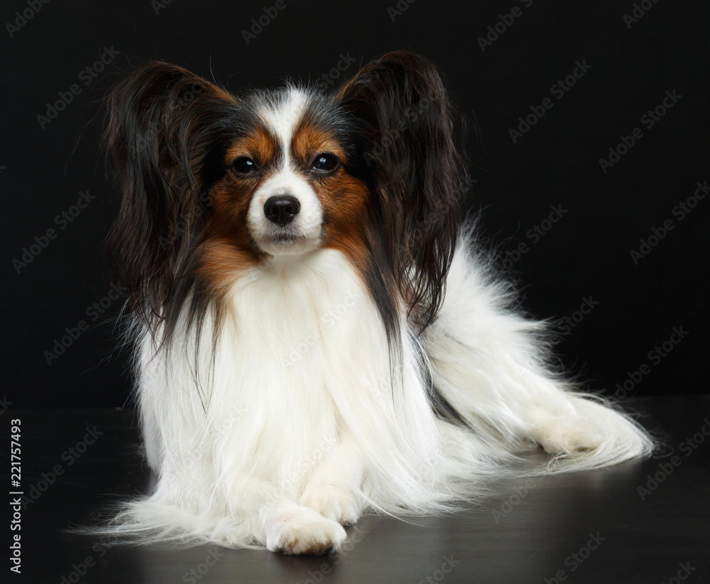 Continental toy spaniel, papillon Dog Isolated on Black Background in studio Continental toy spaniel, papillon Dog Isolated on Black Background in studio
