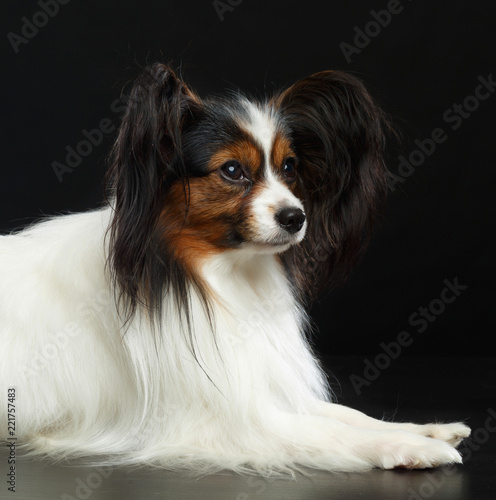 Continental toy spaniel, papillon Dog Isolated on Black Background in studio