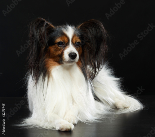 Continental toy spaniel, papillon Dog Isolated on Black Background in studio