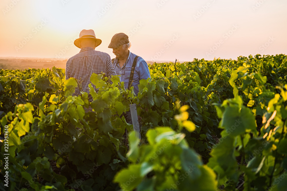 Two French winegrowers in their vines at sunset - obrazy, fototapety, plakaty 