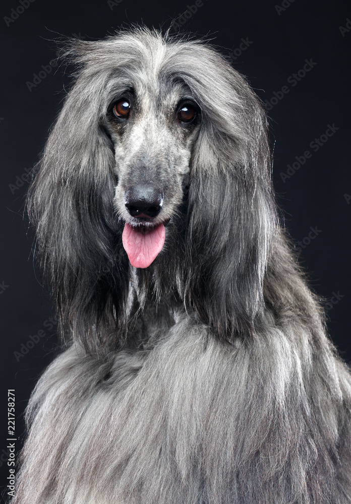 Fototapeta premium Afghan hound Dog Isolated on Black Background in studio