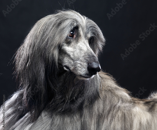 Afghan hound Dog Isolated on Black Background in studio