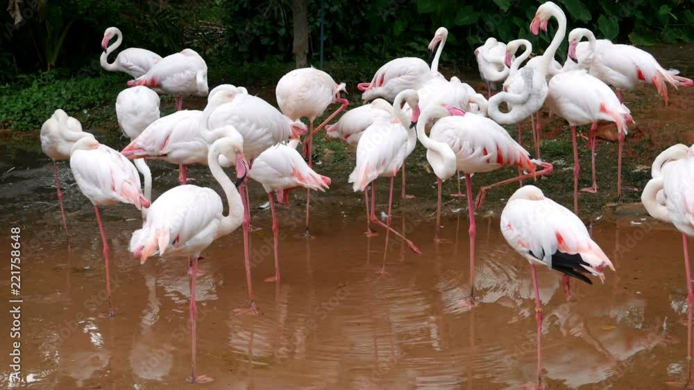 4k video of flamingo or flamingoes are resting in pond 4k video of flamingo or flamingoes are resting in pond