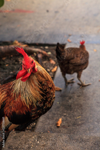 Roosters and chickens, called gypsy chickens or Cubalaya by the locals of Key West photo