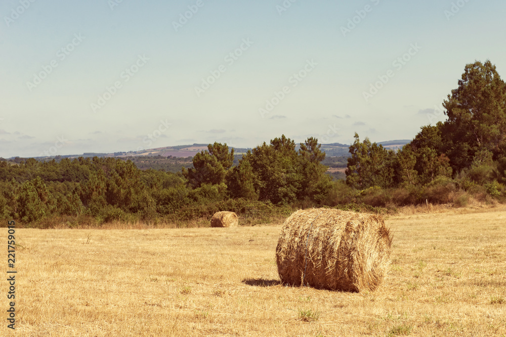 Fototapeta premium Hay bales in a cultivated field, Spain