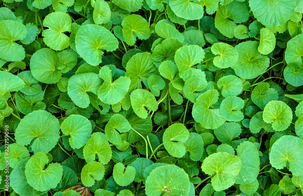 Top view of Gotu Kola (Centella asiatica) growing in the botanical garden, Spring in DC USA. Top view of Gotu Kola (Centella asiatica) growing in the botanical garden, Spring in DC USA.