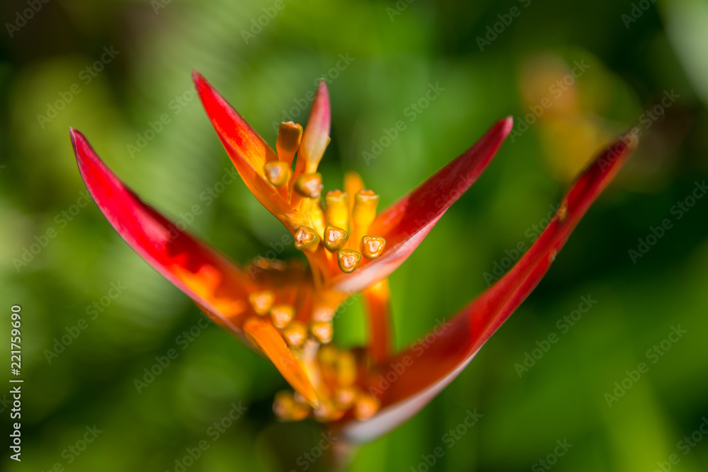 Obraz premium Exotic Flower