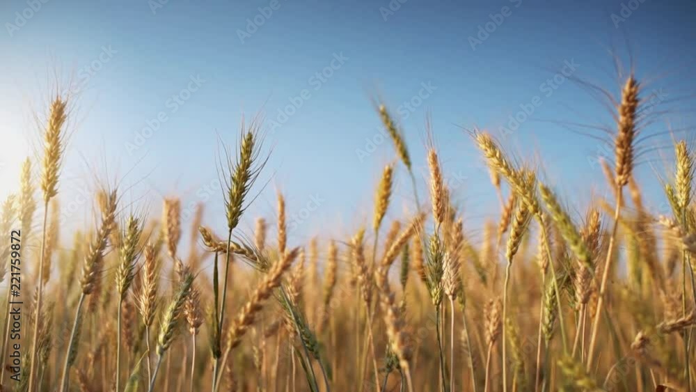 Golden wheat ready to be harvested with blue sky background , flat footage for color grading Golden wheat ready to be harvested with blue sky background , flat footage for color grading