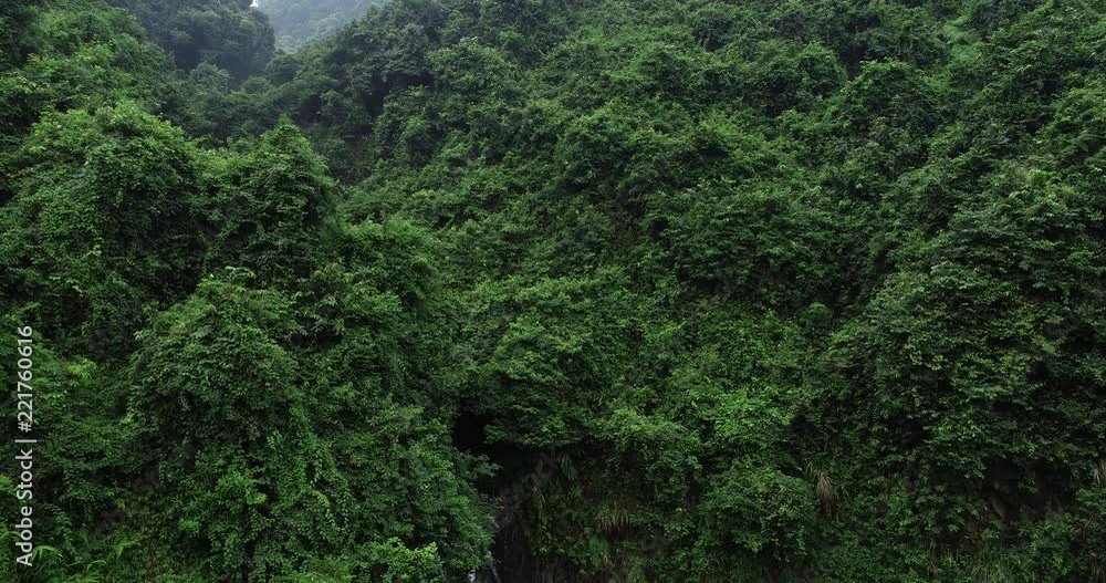 Flying above beautiful lush green jungle with dense trees on tropical mountains in summer morning Flying above beautiful lush green jungle with dense trees on tropical mountains in summer morning