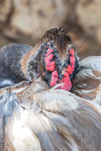 Εκτύπωση καμβά Muscovy Duck - Cairina moschata