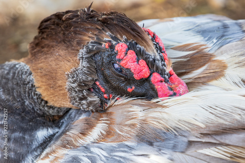 Photos Muscovy Duck - Cairina moschata