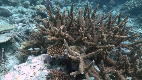 an underwater shot of an acropora coral colony at rainbow reef in the somosomo strait of fiji photo