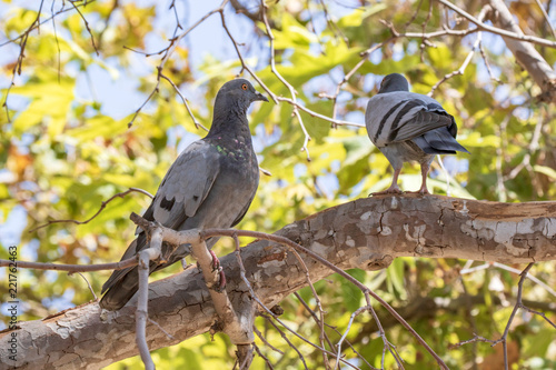 Rock Dove, Rock Pigeon or Common Pigeon - Columba livia photo