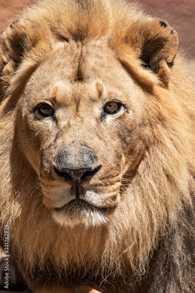 Obraz premium African Lion - Panthera leo - Male