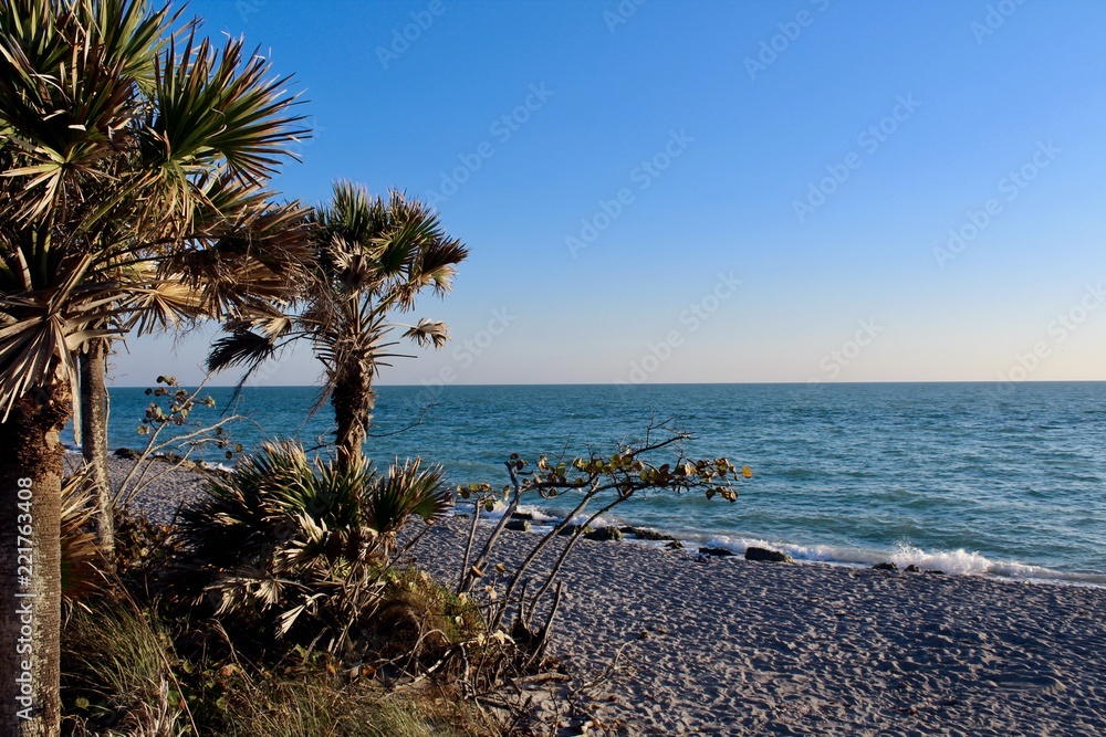 Oceanview with palm trees swaying in the breeze on a sunny day