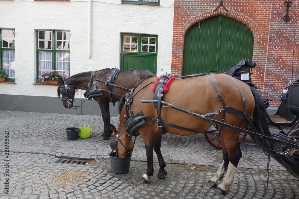 馬、ブルージュ、ベルギー