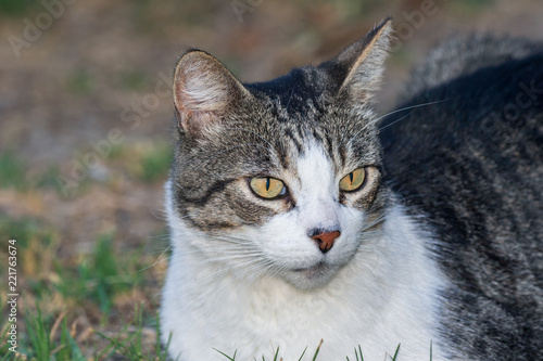 Domestic Cat - Felis silvestris catus or Felis catus