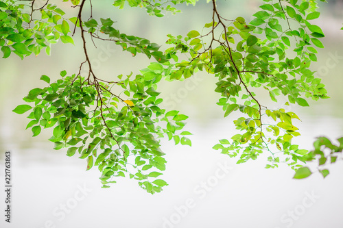 Closeup nature view of green leaf. Natural green plants landscape using as a background or wallpaper There is water on the leaves  beautiful in nature 