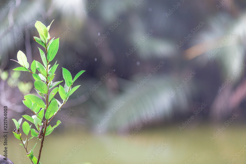 Closeup nature view of green leaf. Natural green plants landscape using as a background or wallpaper(There is water on the leaves, beautiful in nature) Closeup nature view of green leaf. Natural green plants landscape using as a background or wallpaper(There is water on the leaves, beautiful in nature)