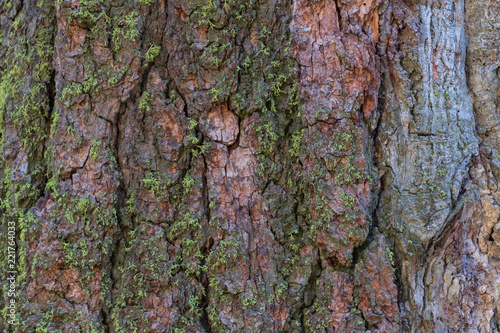 Moss Grows on Sequoia Bark