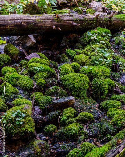 Moss and Log in Colorado Forest