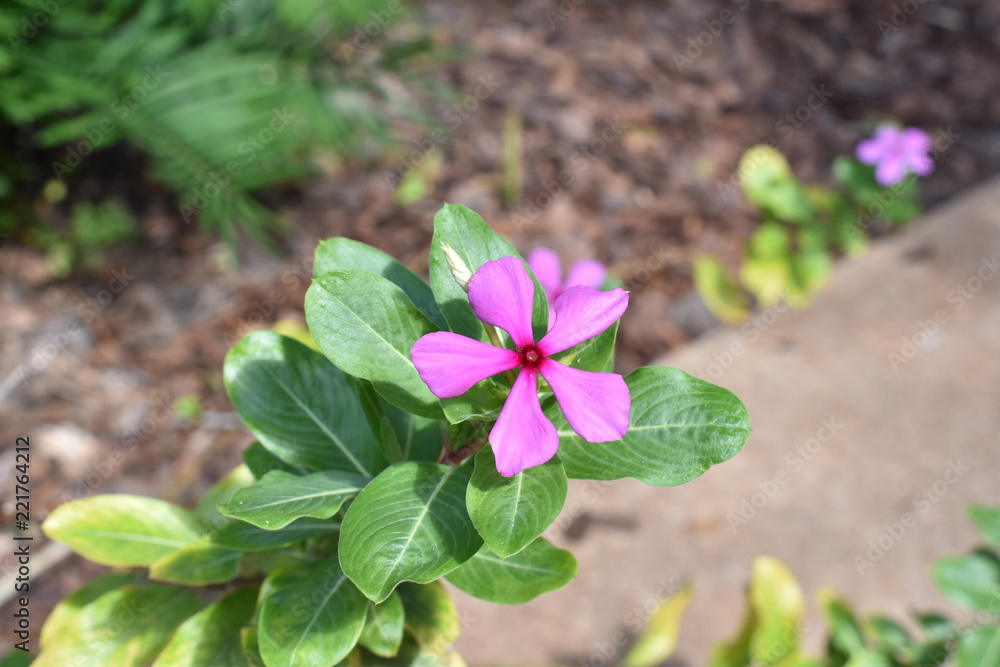 Pink in the Park Pink in the Park
