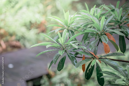 Closeup nature view of green leaf. Natural green plants landscape using as a background or wallpaper There is water on the leaves  beautiful in nature 