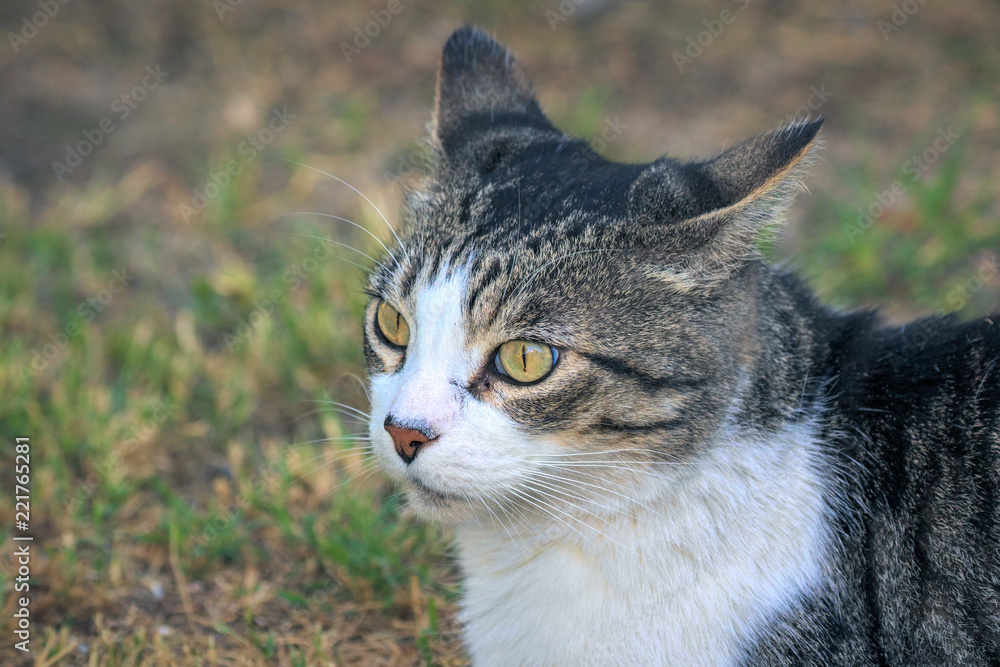 Domestic Cat - Felis silvestris catus or Felis catus