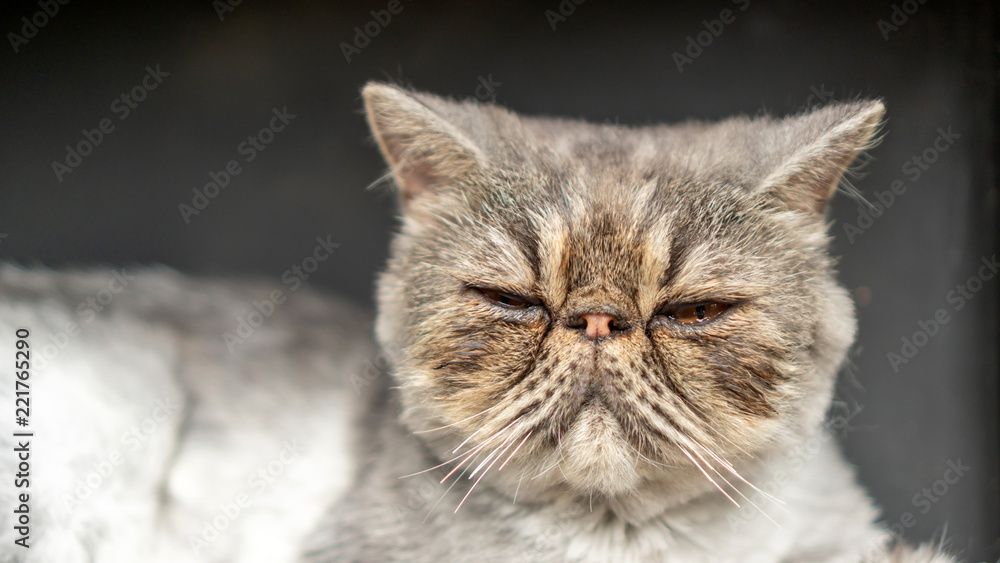 Close up of the dirty face of a gray striped Persian cat.