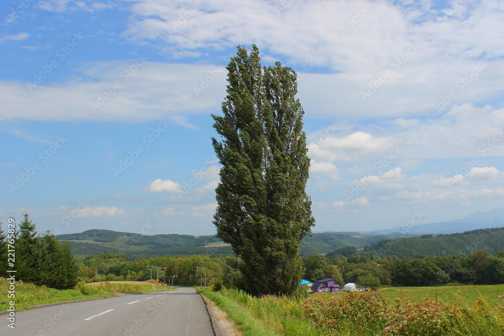ケンとメリーの木 Photos Adobe Stock