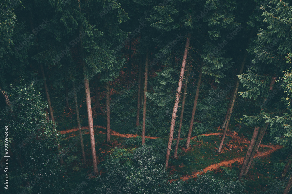 Fototapeta premium Spazieren im Wald, Waldweg im Tannenwald dunkelgrün, Nationalpark Harz,