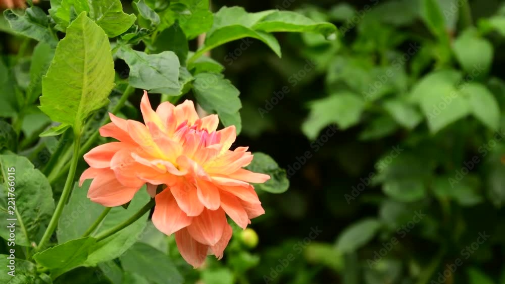 beautiful colors flowers in the garden during summer beautiful colors flowers in the garden during summer