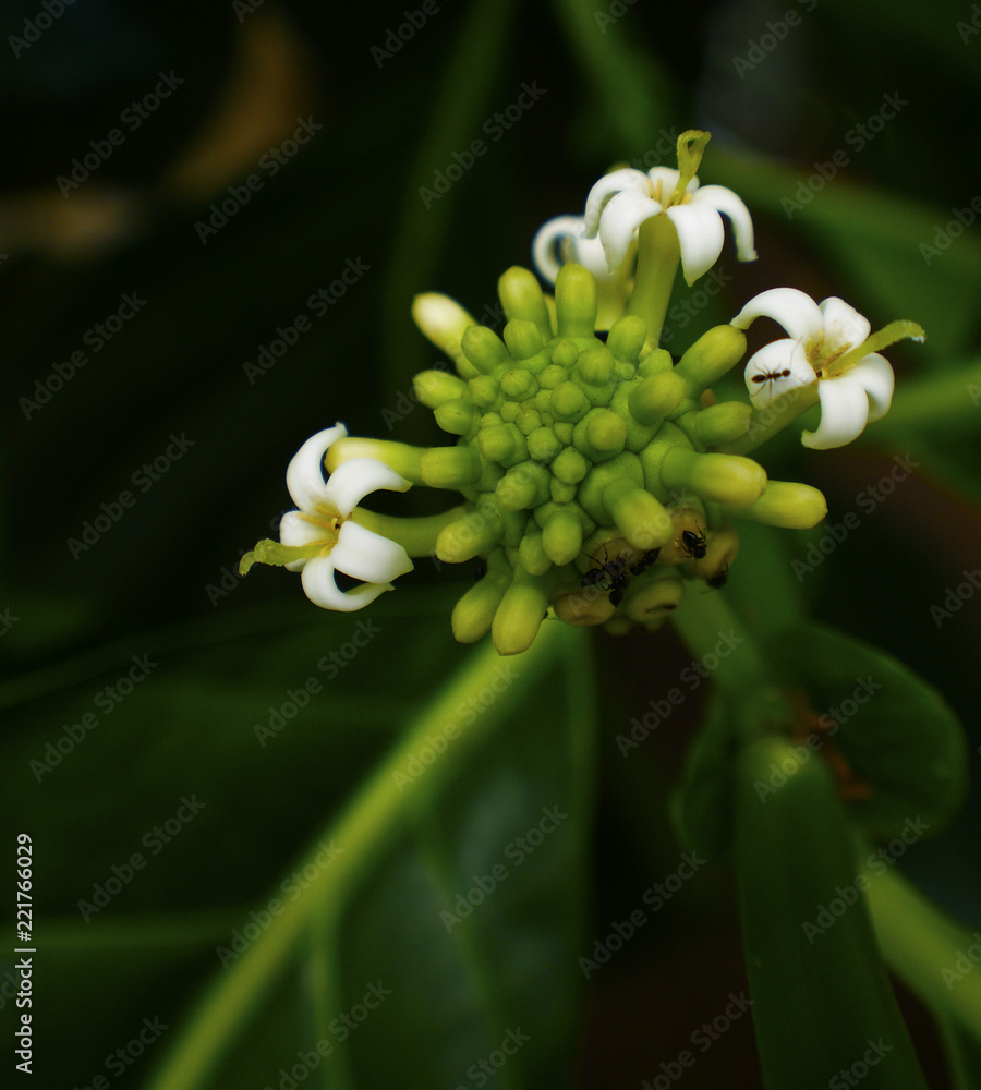 Fototapeta premium Flor de noni