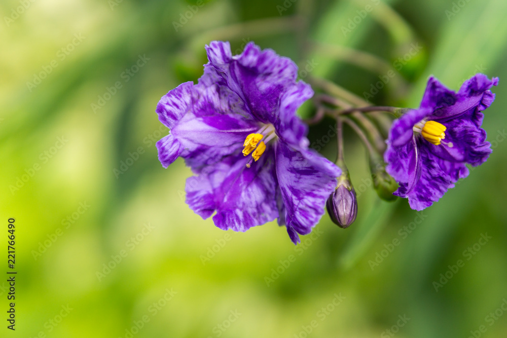 Purple flowers in natural garden on a blurred green background.