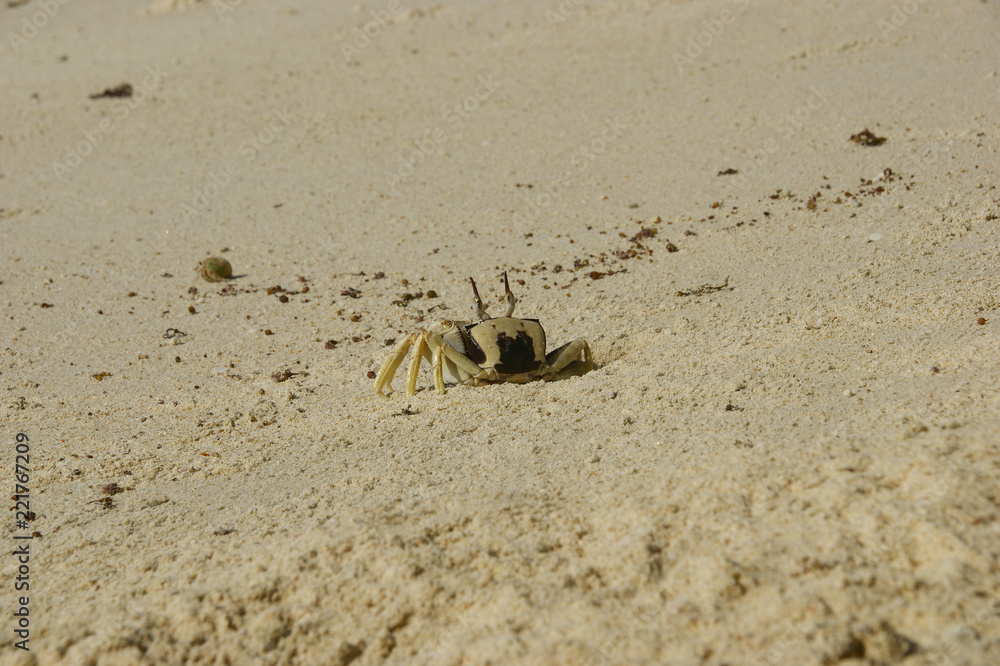 Horn-eyed ghost crab, Ocypode cerathopthalma. Horn-eyed ghost crab, Ocypode cerathopthalma.