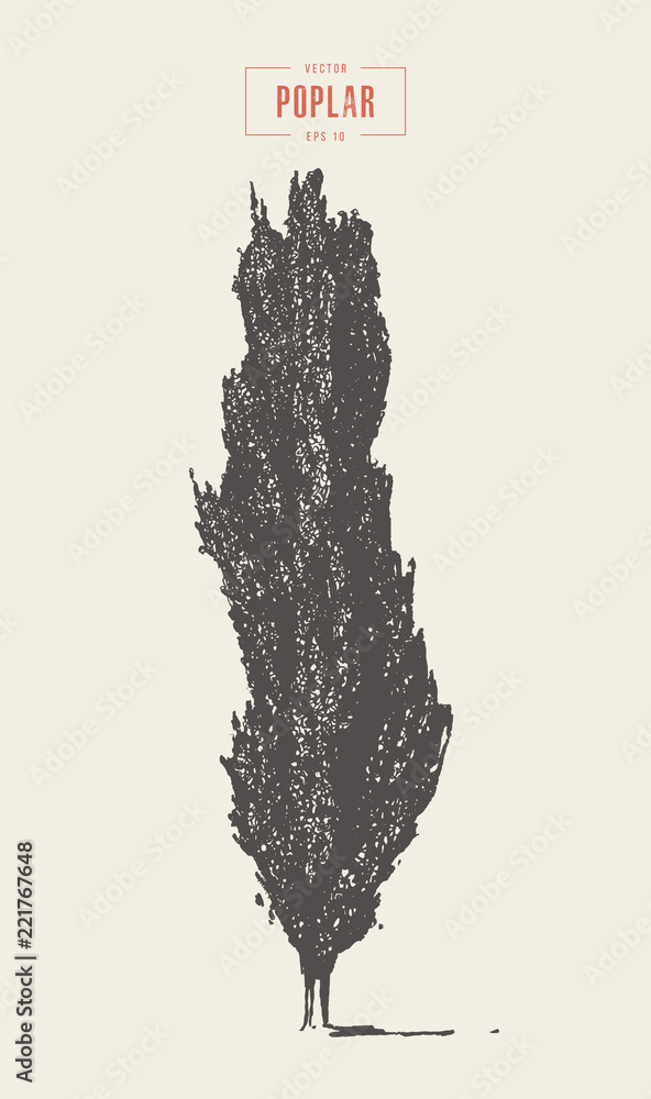 Fotografie High detail vintage poplar tree, hand drawn vector